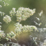 Att leva med allergi – möt Calle